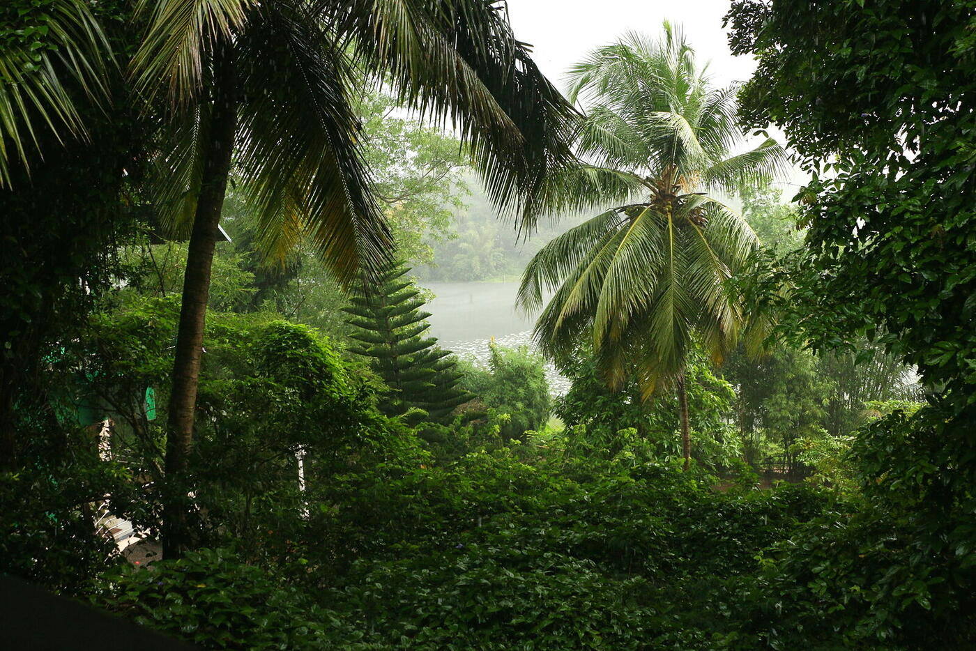 Monsoon rain over coconut palms at The Shore